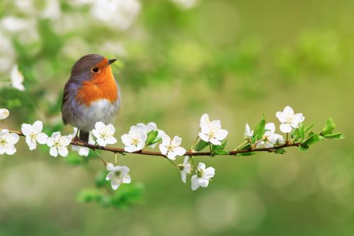 «Birding»: Ένας διαφορετικός τρόπος να κατακτήσετε την ευτυχία