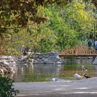 Μπορούν τα δέντρα να μας θεραπεύσουν;