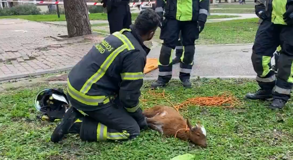 Η κατσίκα που έγινε viral: Είχε εγκλωβιστεί σε περβάζι πολυκατοικίας